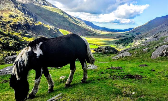 Horses in Valley